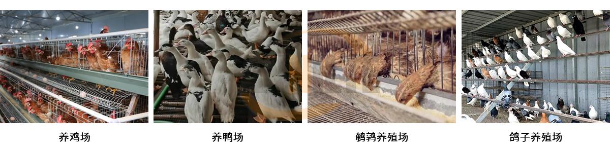 打孔捡蛋带_02